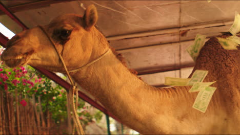 strapped sad camel pelted by dollar notes in slow motion. animal protection in dubai. animal hostility and animal welfare