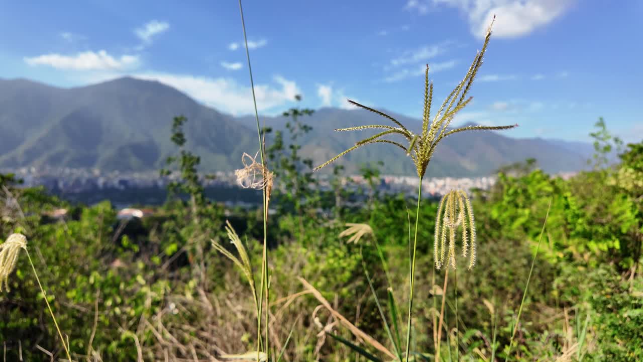 Wildflowers sway gently before Avila Mountain's majestic backdrop