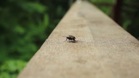 a fly standing on a wood railing with a natural green background