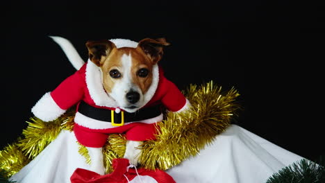 cute jack russell pet dog dressed up in red santa suit to celebrate christmas