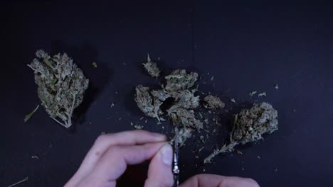 man's hand grooming perfectly green cannabis bud