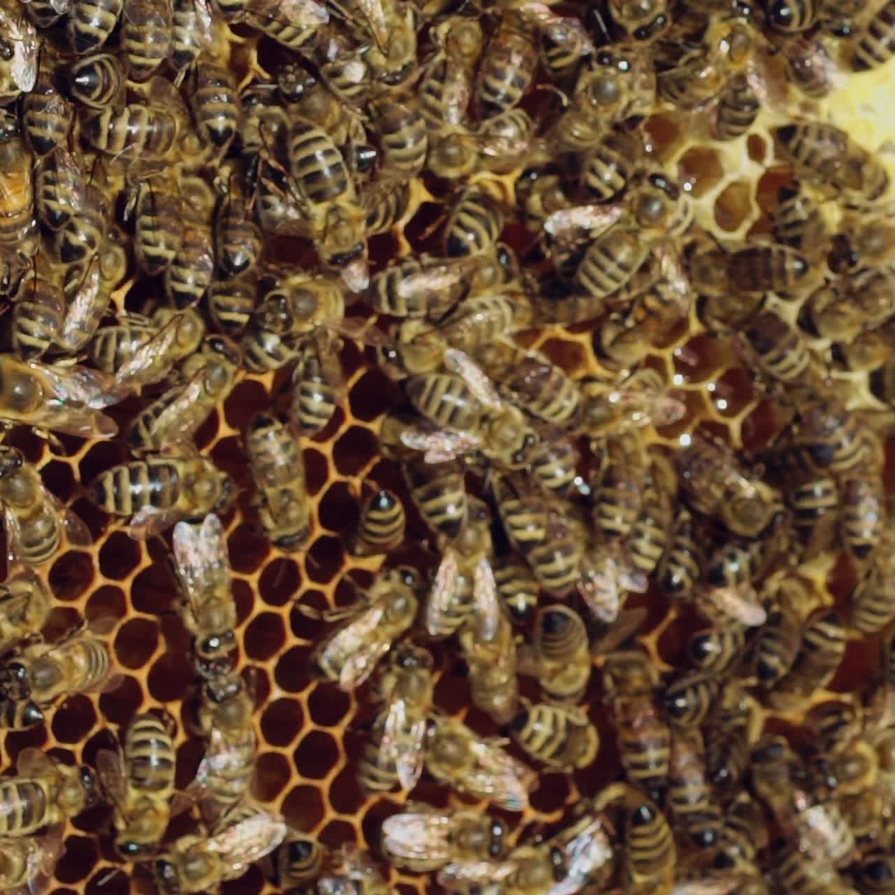 Bees sit on honeycomb with honey in a wooden frame. Apiary concept. Slow motion