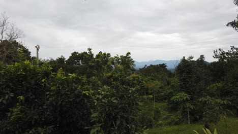 panning and tilting shot of a view of a rainforest revealing the mountains far behind the trees