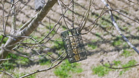 Tufted-Titmouse-En-Un-Comedero-Para-Pájaros-Sebo-Durante-El-Final-Del-Invierno-En-Carolina-Del-Sur