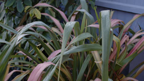 Neuseeländischer-Flachs,-Phormium,-Bedeckt-Mit-Reif-Und-Eis,-Mit-Photinia,-Rotkehlchenstrauch-Im-Hintergrund,-Ms