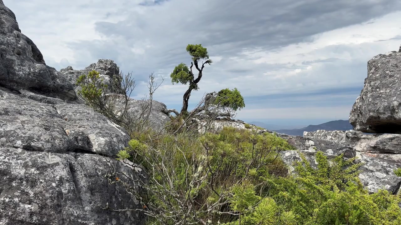 Arbre solitaire se dressant au milieu de rochers escarpés, encadré par un ciel nuageux sur la Montagne de la Table. Le Cap, Afrique du Sud