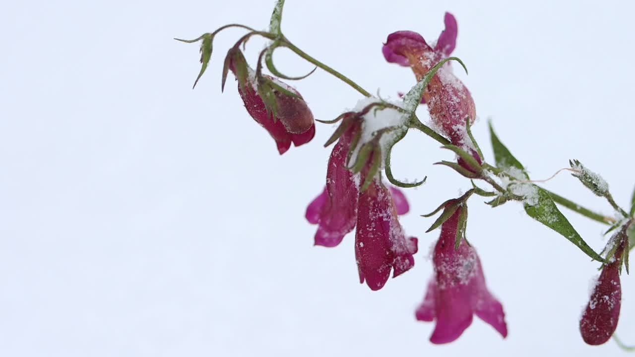 diminutas flores moradas desafían el frío y la nieve