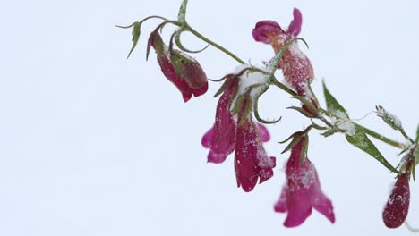 Tiny-purple-flowers-brave-the-cold-and-snow