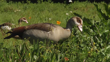 beautiful plumage of egyptian goose as it eats green plants in park