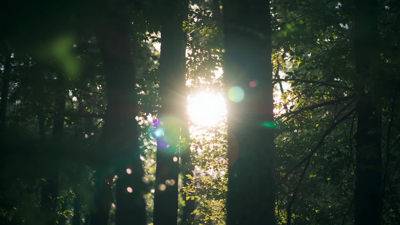 Emerging sunbeam filtering through tall tree trunks in dense woodland, with drifting lens flares