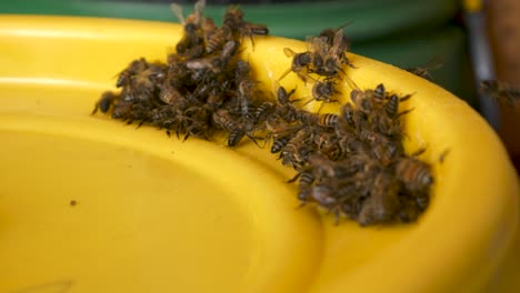 Las-Abejas-Trabajadoras-Están-Recolectando-Toda-La-Miel-De-La-Parte-Superior-Del-Barril-Amarillo