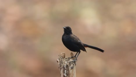 black robin female - waiting pry