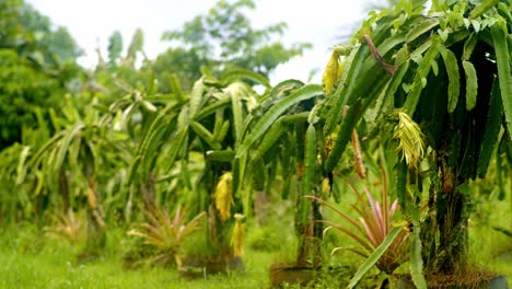 Dragon-fruit-plants-in-a-row-with-pineapple-plants,-yellow-flower-forming