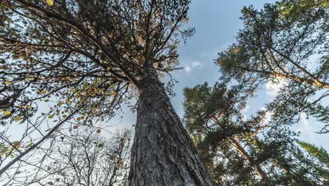 the sun shines through the crowns of the tall pine trees