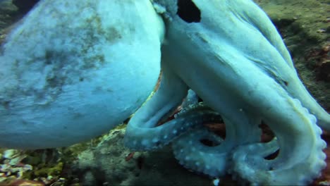 octopus changes colour in slow motion and launches towards camera