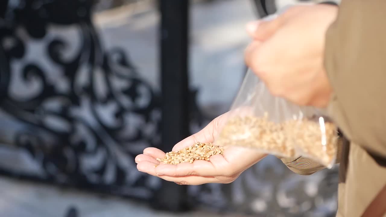 Person holding seeds in hand