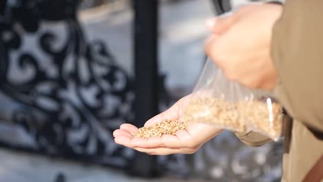 person holding seeds in hand