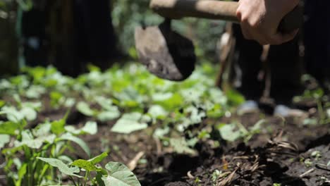 African-farmer-ploughs-stick-into-the-ground-to-loosen-up-the-earth-and-harvest-for-food-self-sufficient-village-in-bush-jungle-remote-village-Tanzania-180-fps-slowmotion