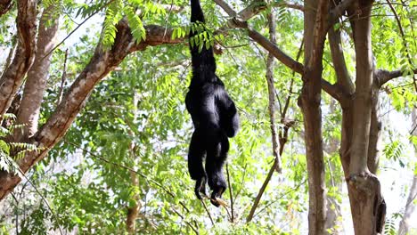 gibón negro colgando de un árbol