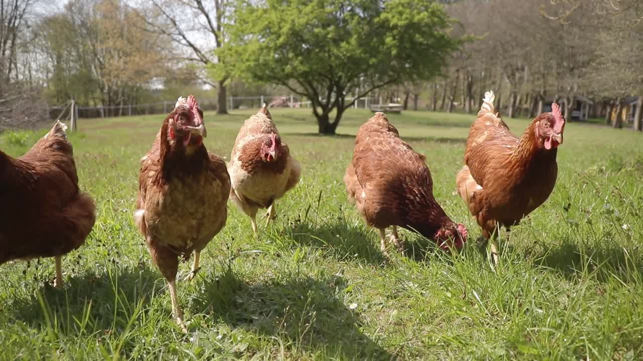 Five chickens running towards camera