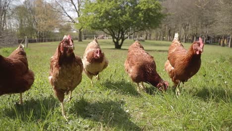 five chickens running towards camera