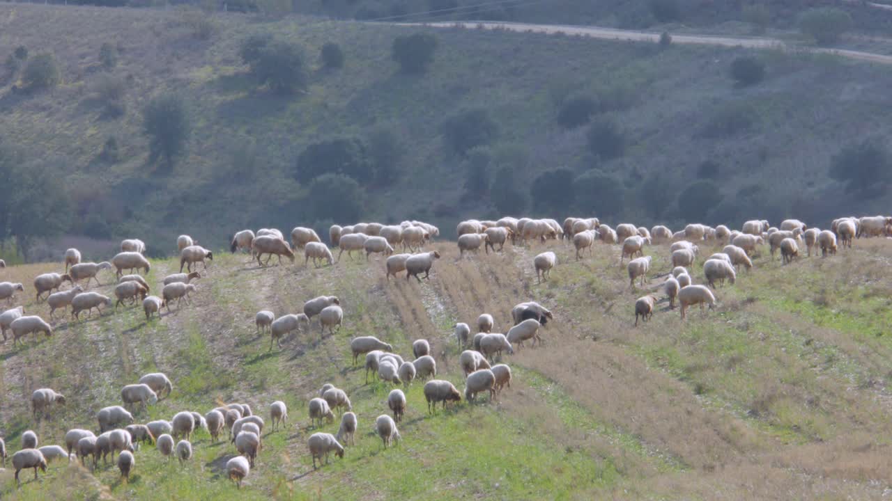 Una ripresa di un gregge di pecore che si sposta verso destra in cima a una collina.