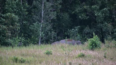 Seen-just-outside-of-the-forest-as-they-put-dirt-on-their-back-and-then-run-into-the-forest-to-hide,-Indian-Elephant-Elephas-maximus-indicus,-Thailand