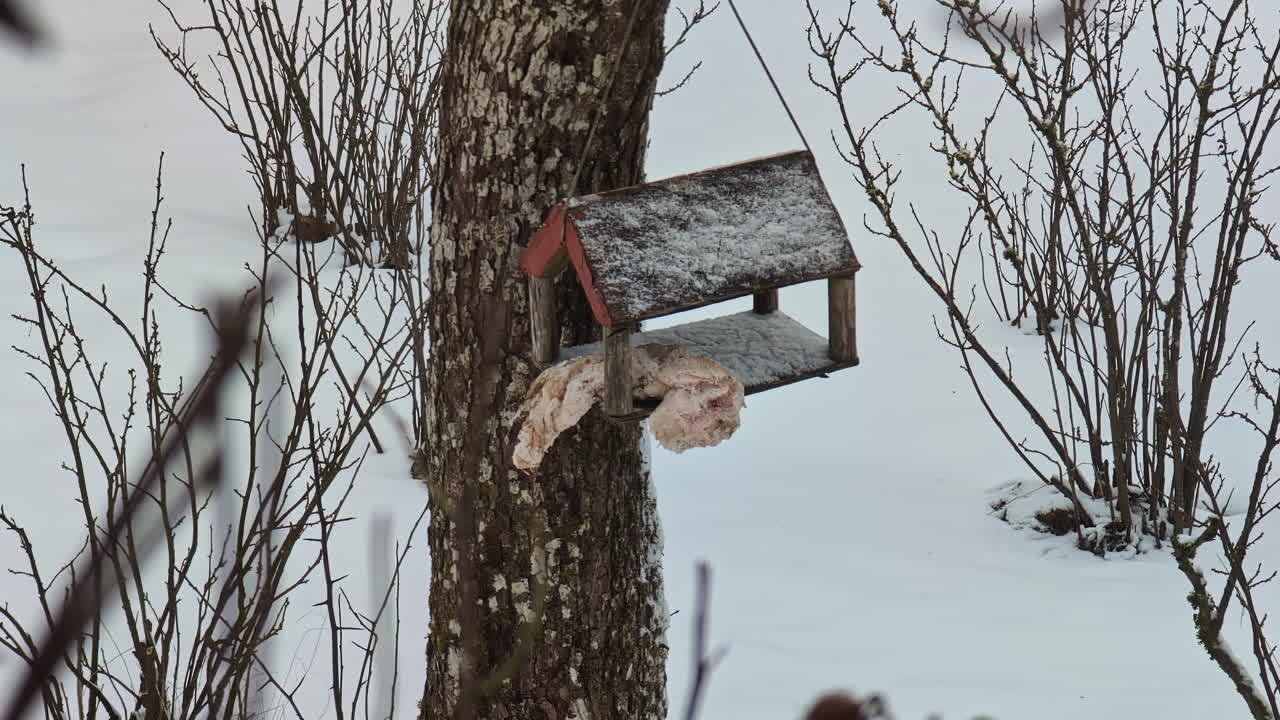 Small Bird at a Snow Covered Bird Feeder in Winter