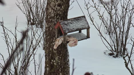 small bird at a snow covered bird feeder in winter