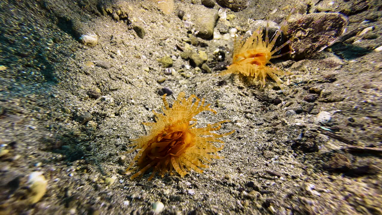 Two orange fileclams with striped tentacles, one behind the other, on the sandy seabed during daylight. The rear clam moves forward twice, using the recoil principle. Filmed in Indo-Pacific