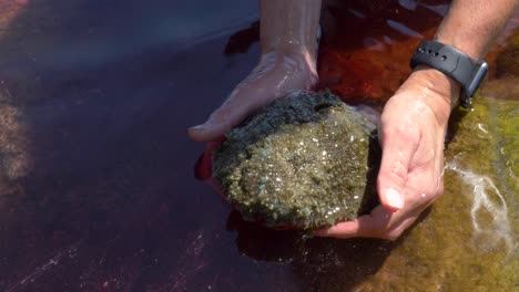 una persona sostiene en sus manos una gran criatura marina babosa que ha expulsado una sustancia de tinta roja