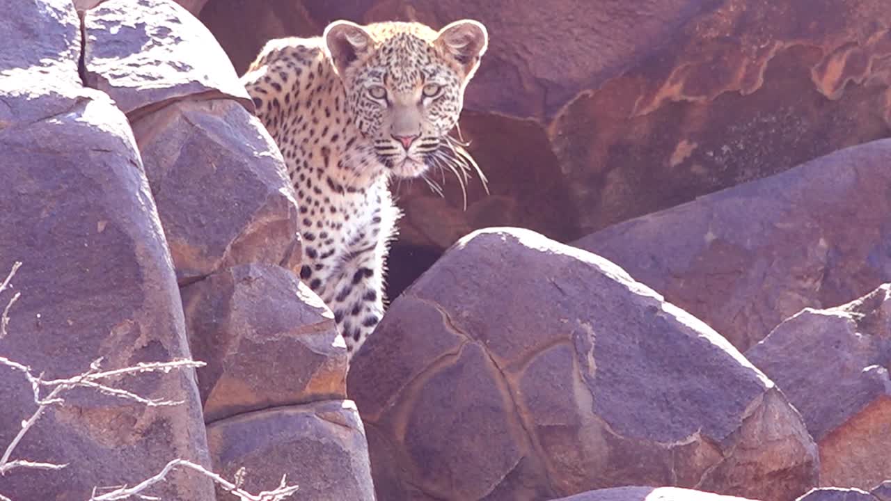 표범은 나미비아 1의 아프리카 사바나에 있는 사파리의 바위 절벽에 있는 농어에서 내려다보고 있습니다.