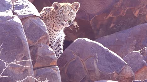 un leopardo mira hacia abajo desde una percha en un acantilado rocoso en un safari en la sabana africana en namibia 1