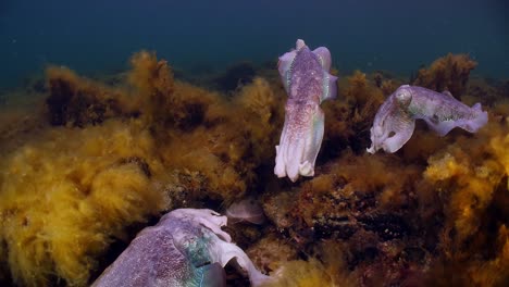 Riesige-Australische-Tintenfische-Sepia-Apama-Migration-Whyalla-Südaustralien-4k-Zeitlupe,-Paarung,-Eier-Legen,-Kämpfen,-Aggregation,-Unter-Wasser