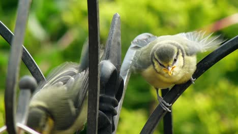 dos novatos herrerillos azules encaramados en un comedero para pájaros baten sus alas exigiendo comida
