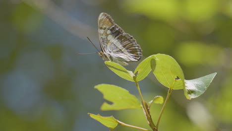 Stationärer-Schuss-Des-Schmetterlings,-Der-Auf-Blatt-Sitzt,-Gelegen-In-Santa-Paula-Punschschalen-Südkalifornien