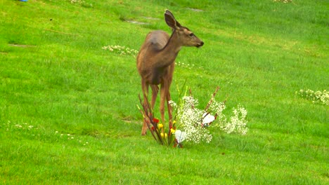 ciervos comiendo flores de un sitio de tumba