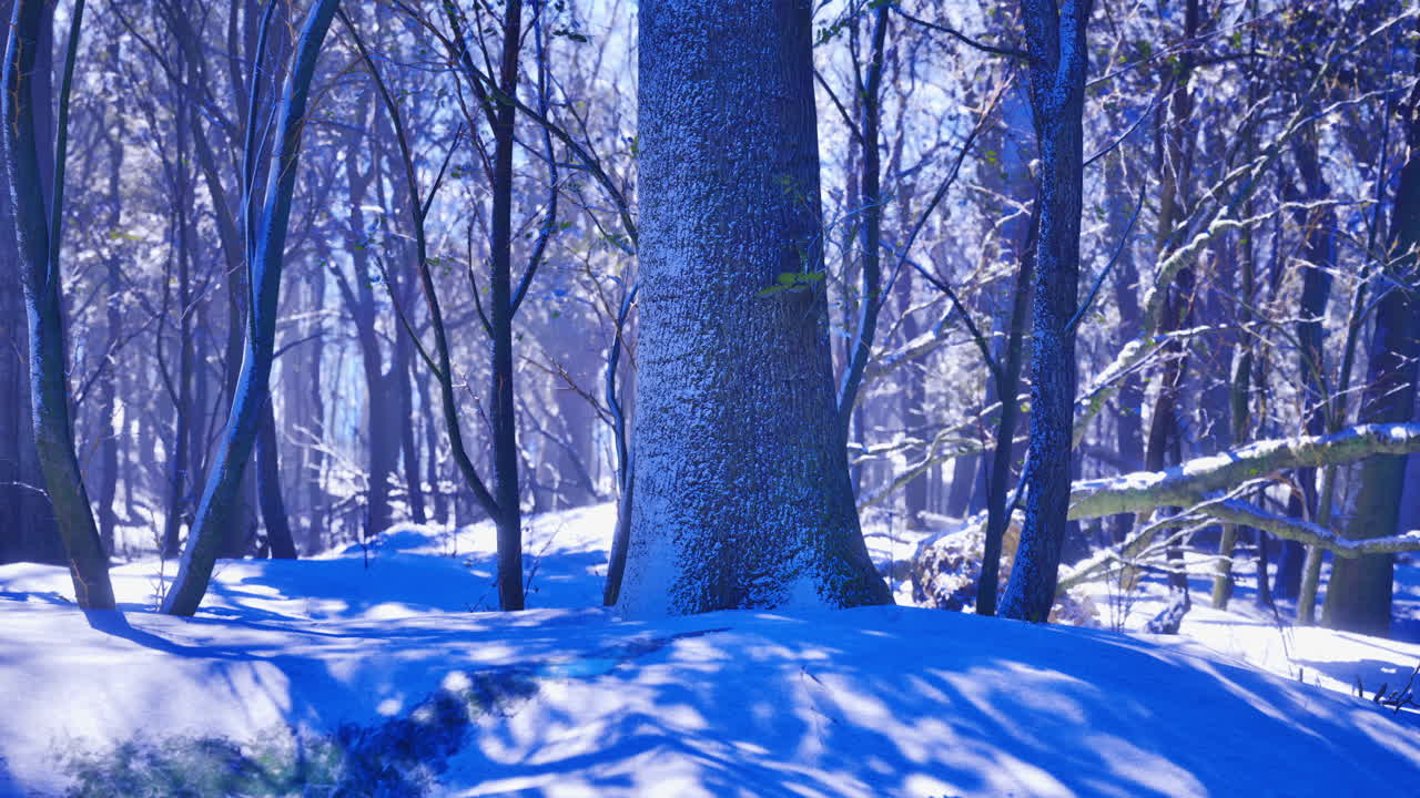 Majestic winter woods showcasing vibrant blue tones and serene beauty