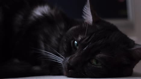 black cat closeup