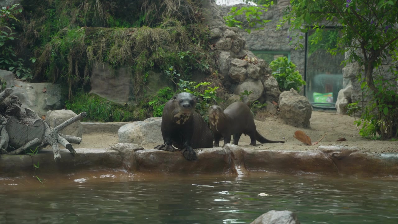 Amazonas-Riesenotter. Die Kamera schwenkt langsam nach links, dann springen die beiden Otter ins Wasser und beginnen zu schwimmen. Befindet sich im Zoo "Parque de las Leyendas" in Lima, Peru
