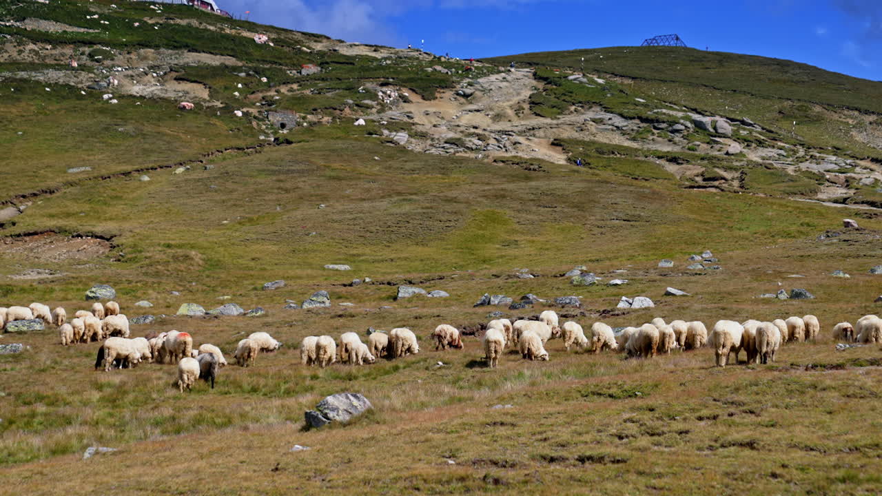 Sheep in a mountain pasture. A flock of sheep grazes peacefully on a lush green mountain pasture under a clear blue sky