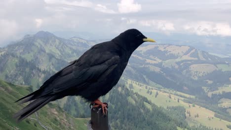 blackbird on a pole looking into the camera and hills and mountains in the background