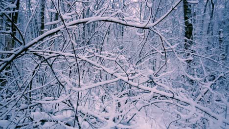 Verschneite-Zweige-Im-Wald.