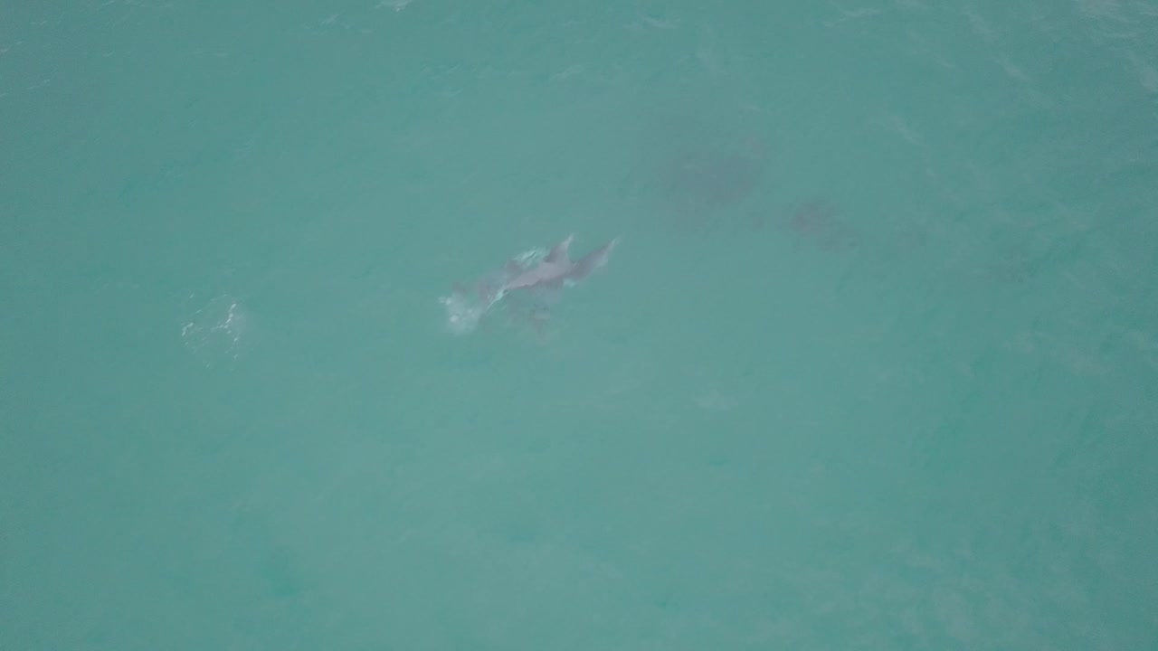 Dolphins engaging in sexual play in shallow water off the coast of Western Australia