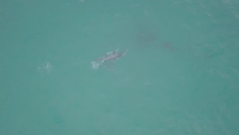 delfines participando en juegos sexuales en aguas poco profundas frente a la costa de australia occidental.