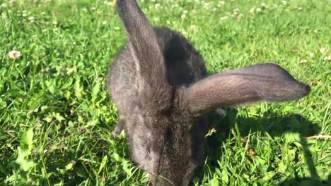 a large black rabbit in a grassy field on a sunny day