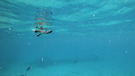 Baby-Schildkröte-Geht-Am-Fischschwarm-Unter-Dem-Klaren-Blauen-Wasser-Vorbei