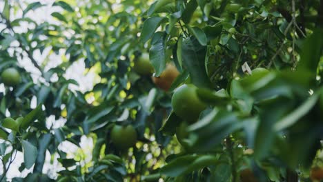 close-up-of-an-non-ripe-orange-navel,-to-a-ripe-one-in-the-back-attached-to-the-trees