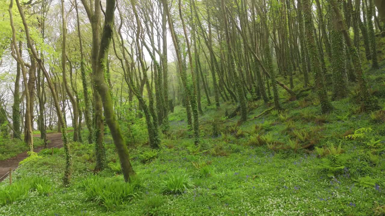 Drone slowly turns in a forest among tree trunks covered with moss and blooming forest floor. Aerial view captures spring textures, fresh leaves, and natural patterns.