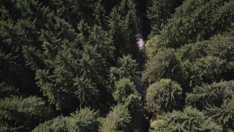 Droneshot-De-Un-Bosque-En-Suiza,-Suiza-Alemana